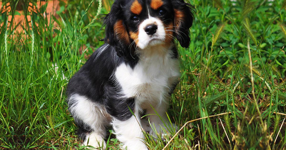 Pictures of Cavalier King Charles Spaniel