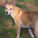 Pictures of Carolina Dog