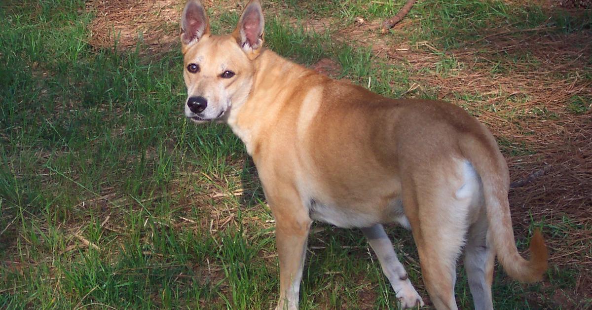 Pictures of Carolina Dog