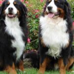 Pictures of Bernese Mountain Dog