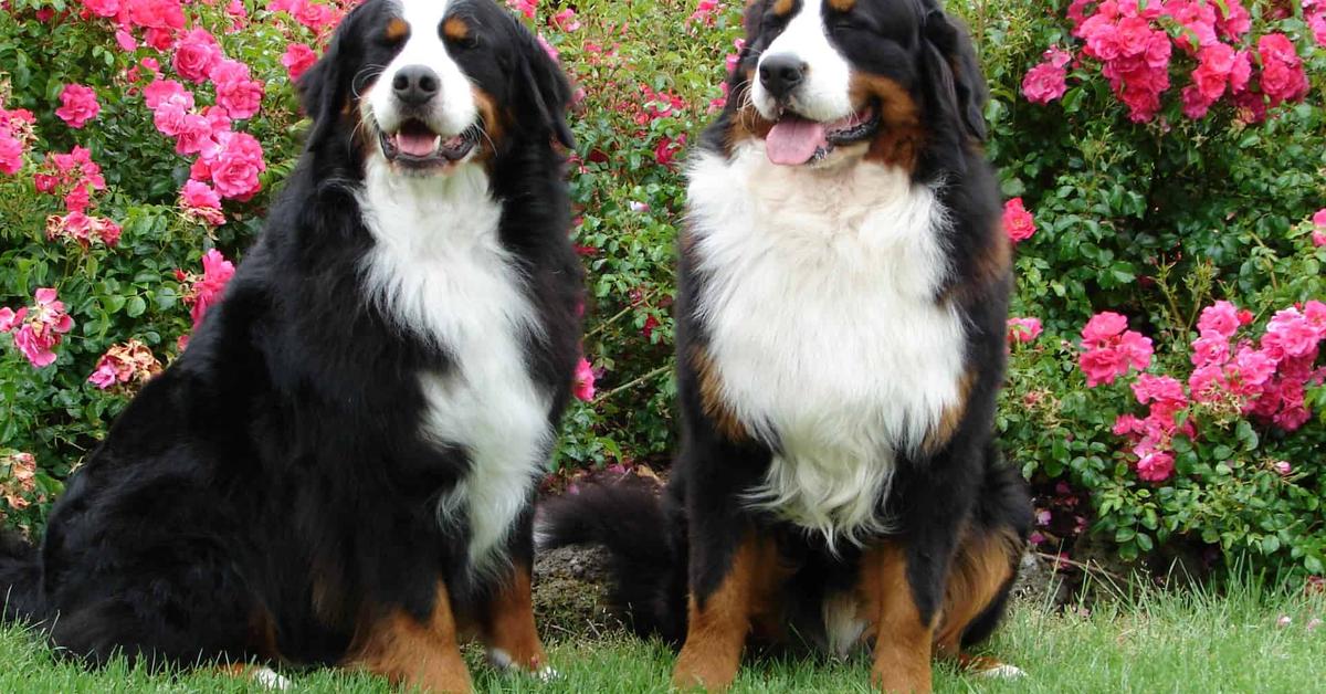 Pictures of Bernese Mountain Dog