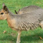 Pictures of Patagonian Mara