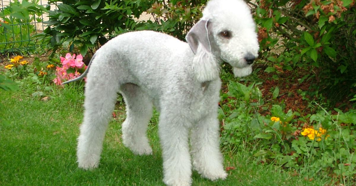 Pictures of Bedlington Terrier