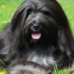 Pictures of Bearded Collie