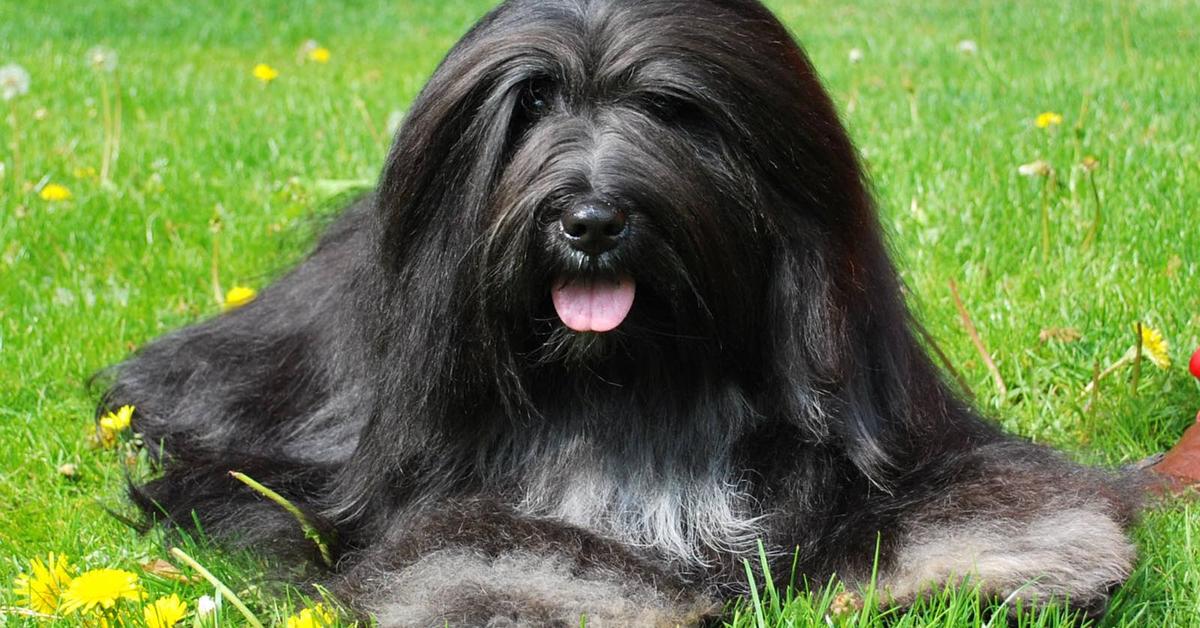 Pictures of Bearded Collie