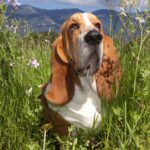 Pictures of Basset Hound