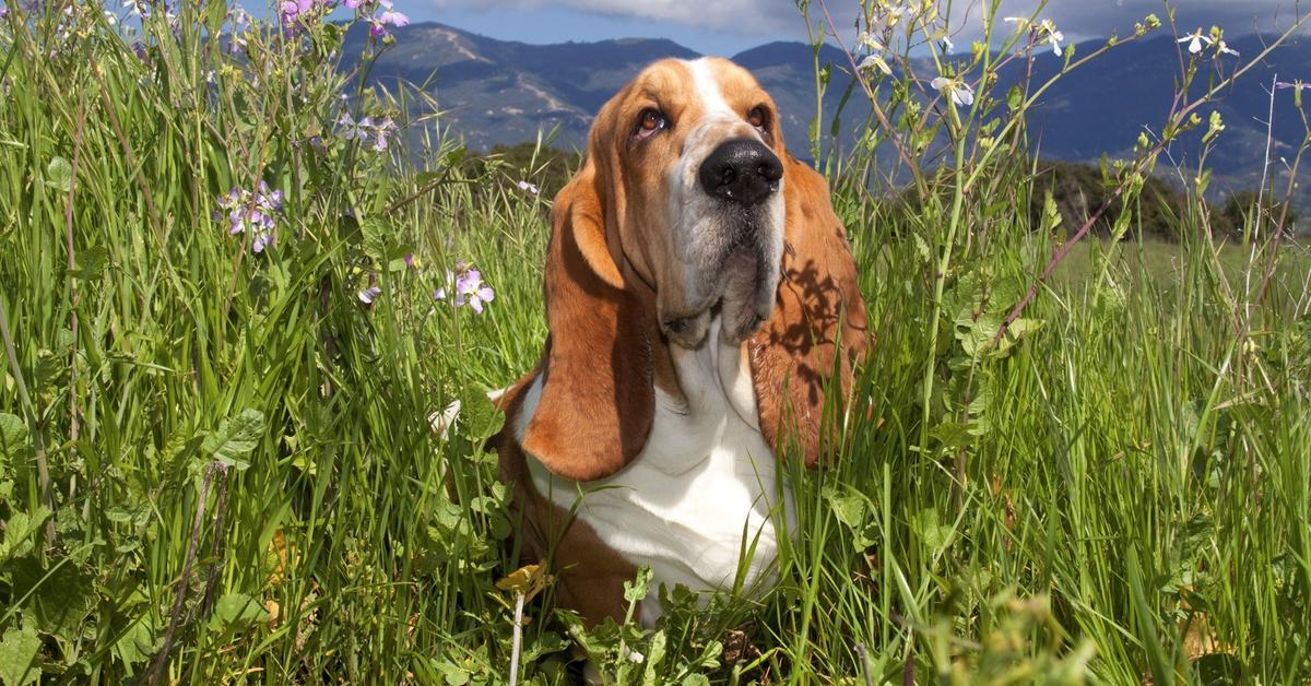 Pictures of Basset Hound