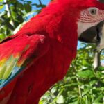 Pictures of Macaw