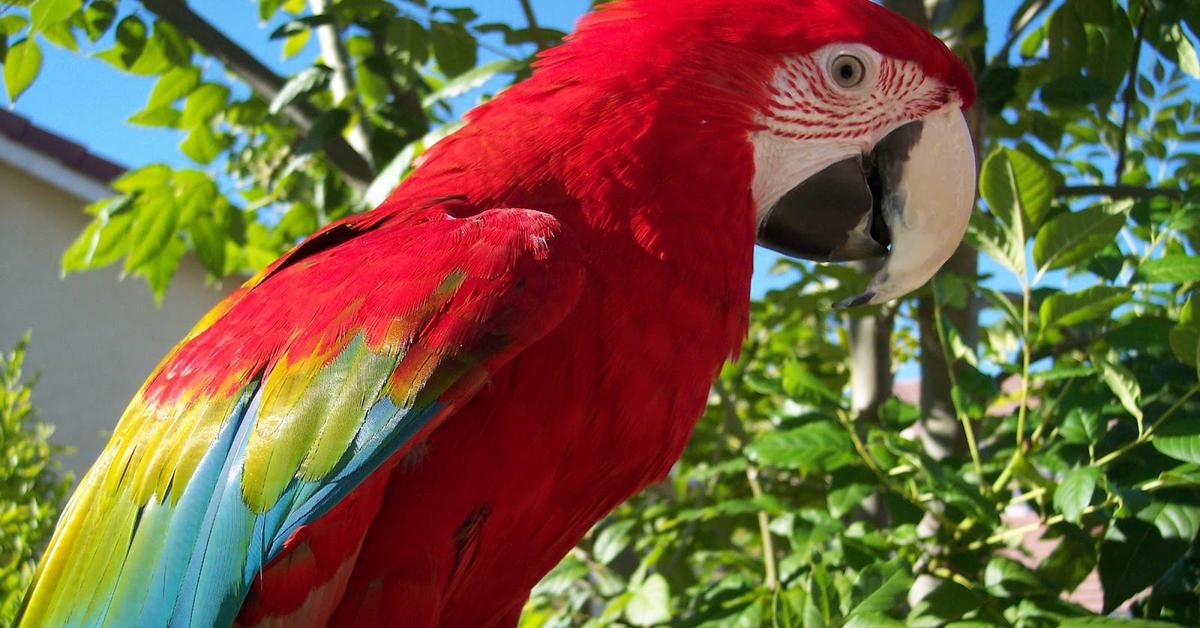 Pictures of Macaw