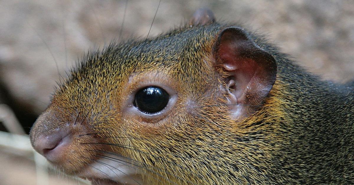 Pictures of Agouti