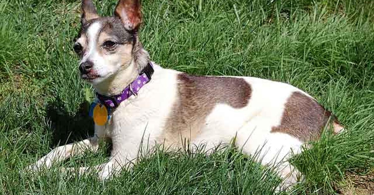 Pictures of Fox Terrier