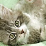 Pictures of Maine Coon