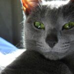 Pictures of Russian Blue