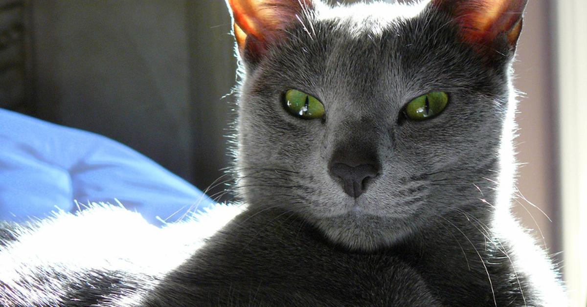 Pictures of Russian Blue