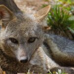 Pictures of Crab-Eating Fox