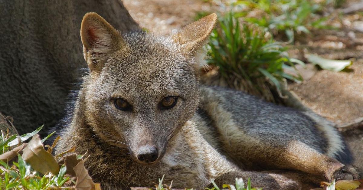 Pictures of Crab-Eating Fox