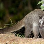 Pictures of Masked Palm Civet