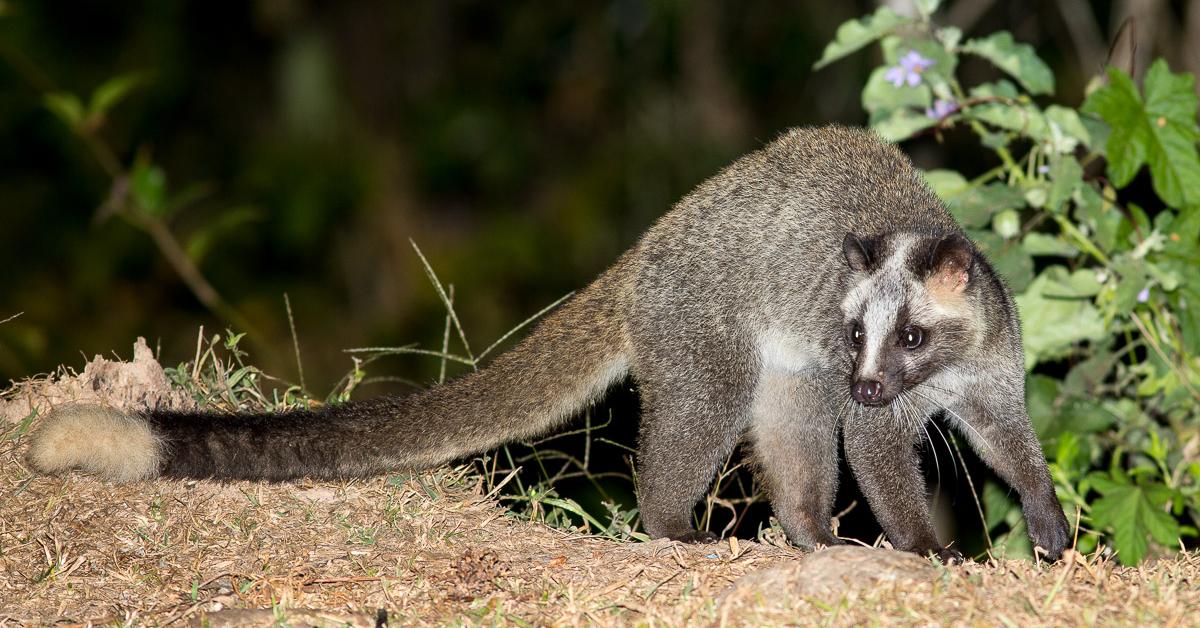 Pictures of Masked Palm Civet