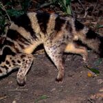 Pictures of Banded Palm Civet