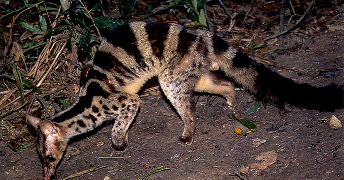 Pictures of Banded Palm Civet