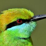 Pictures of Green Bee-Eater