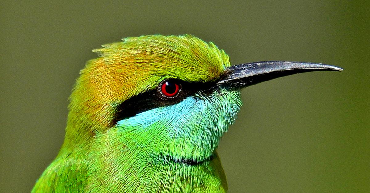 Pictures of Green Bee-Eater