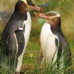 Pictures of Yellow-Eyed Penguin