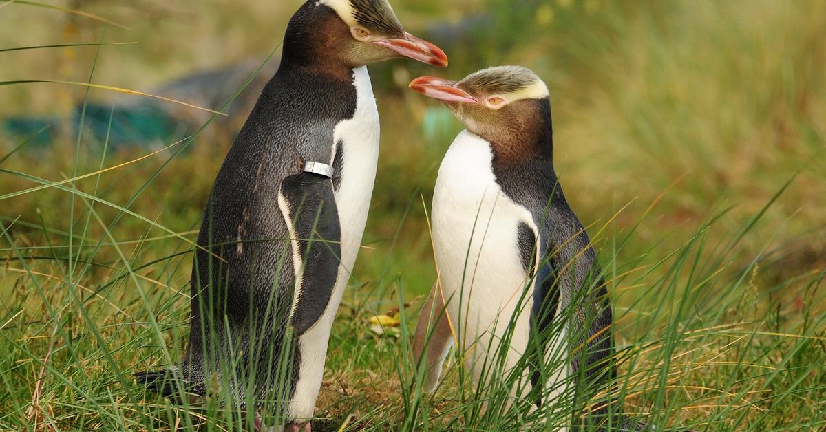 Pictures of Yellow-Eyed Penguin