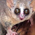 Pictures of Grey Mouse Lemur