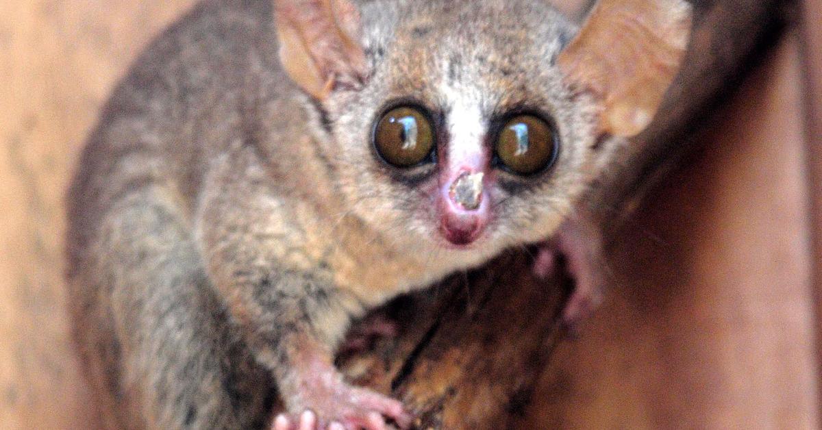 Pictures of Grey Mouse Lemur