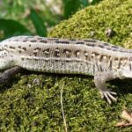 Pictures of Sand Lizard