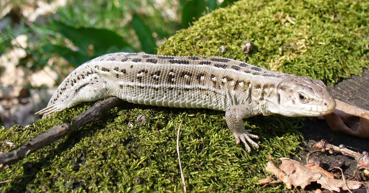 Pictures of Sand Lizard