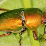 Pictures of Stag Beetle