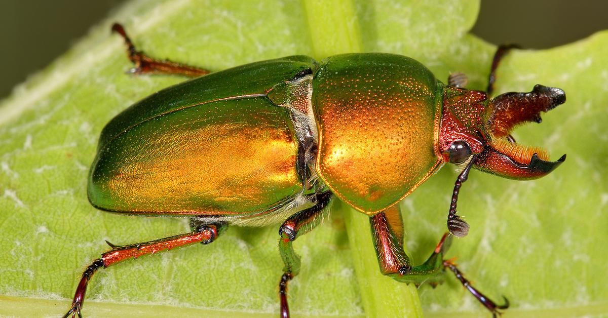 Pictures of Stag Beetle