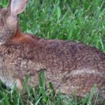 Pictures of Eastern Cottontail