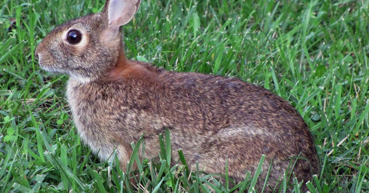 Pictures of Eastern Cottontail