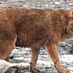 Pictures of Dhole