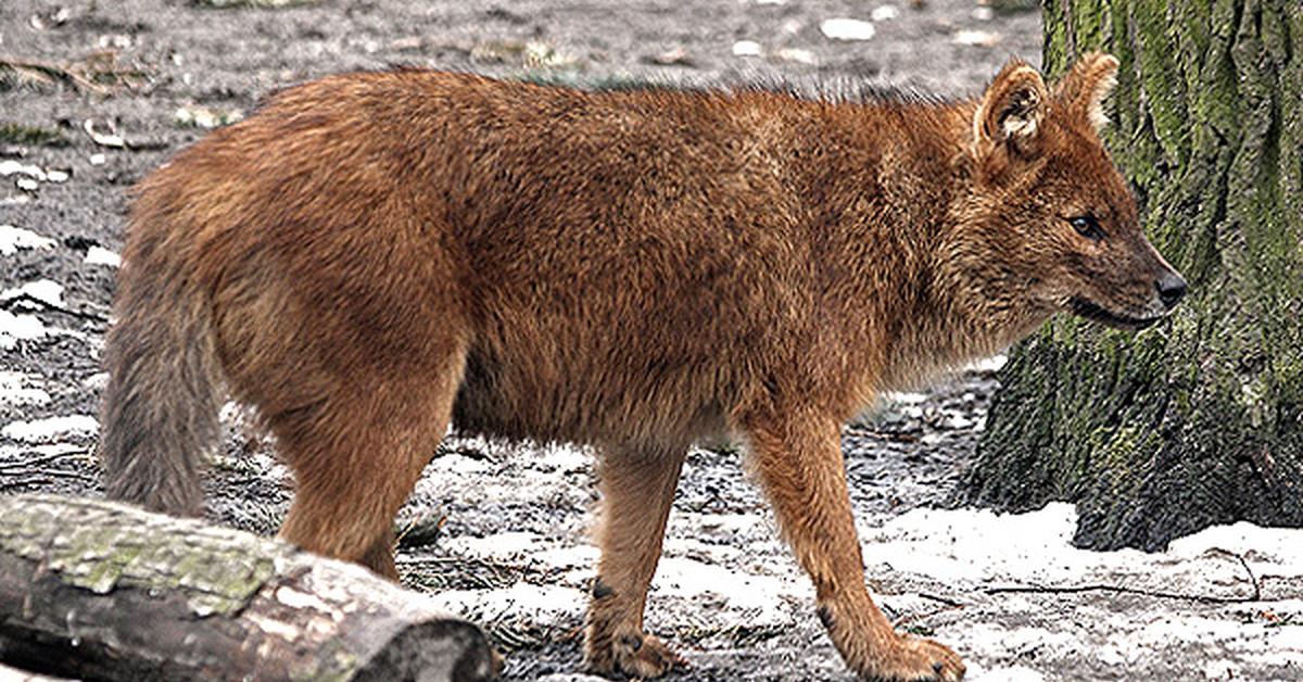 Pictures of Dhole