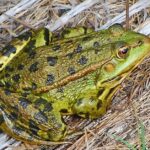 Pictures of Marsh Frog