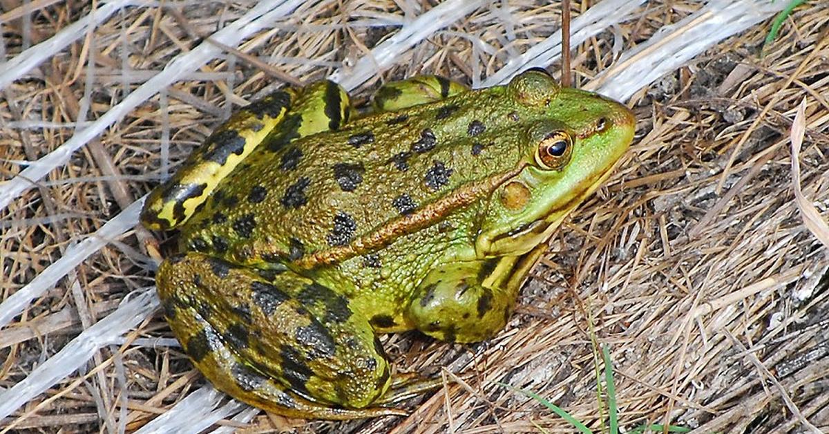 Pictures of Marsh Frog