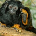 Pictures of Red-Handed Tamarin