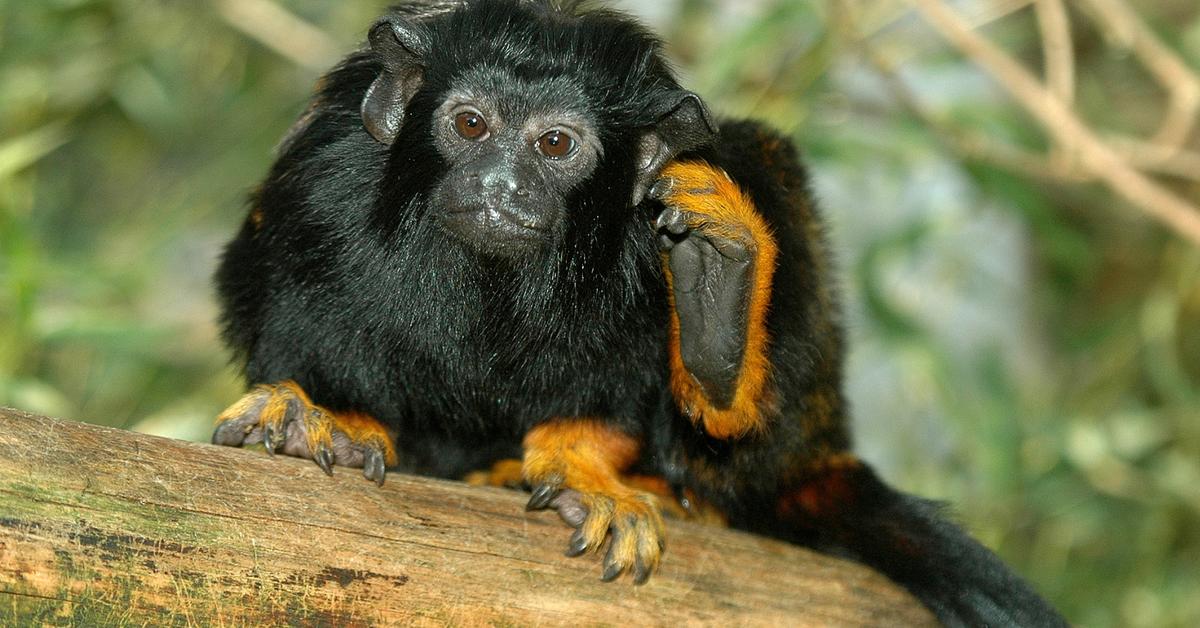 Pictures of Red-Handed Tamarin