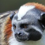 Pictures of Geoffroys Tamarin