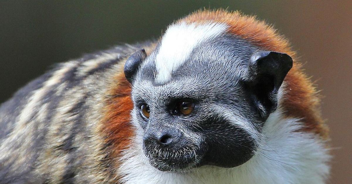 Pictures of Geoffroys Tamarin