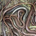 Pictures of Slow Worm