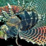 Pictures of Scorpion Fish