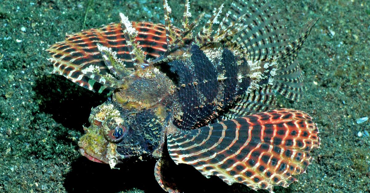 Pictures of Scorpion Fish