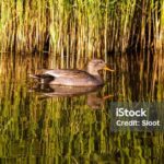 Pictures of Gadwall