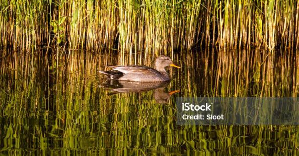 Pictures of Gadwall