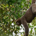 Pictures of Woolly Monkey